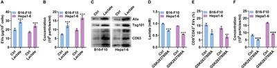 Lactate increases tumor malignancy by promoting tumor small extracellular vesicles production via the GPR81-cAMP-PKA-HIF-1α axis